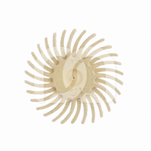 SOF-LEX SPIRALE - PRE-POLISSAGE (15)